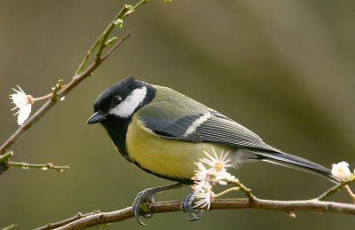 Great tit