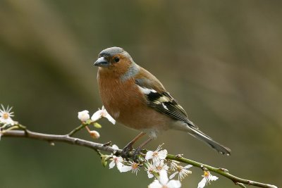 chaffinch