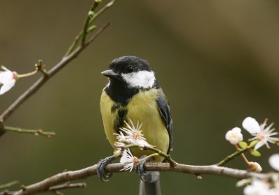 great tit