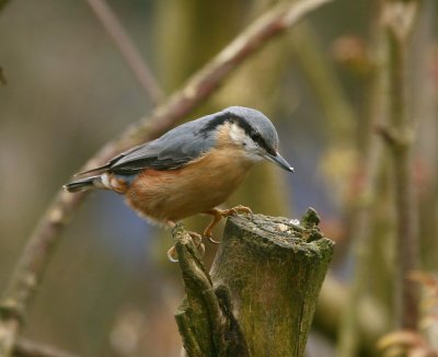 Nuthatch