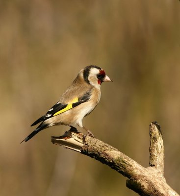 Goldfinch