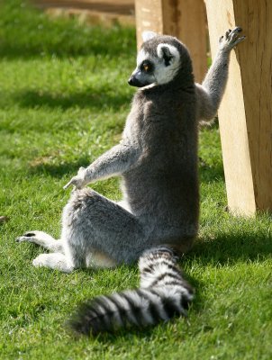 Ring Tailed Lemurs- Whipsnade Zoo