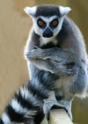 Ring Tailed Lemurs- Whipsnade Zoo