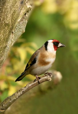 Goldfinch