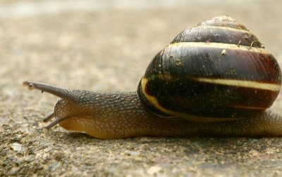 snail