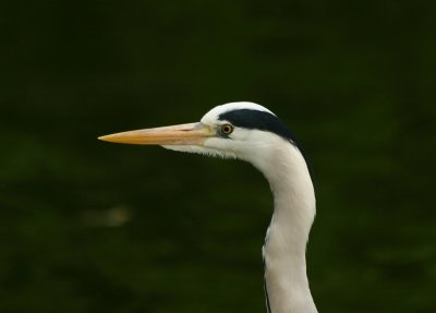 IMG_6171.jpg