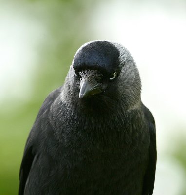 jackdaw