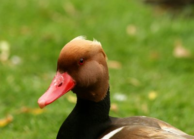 IMG_6065.jpg