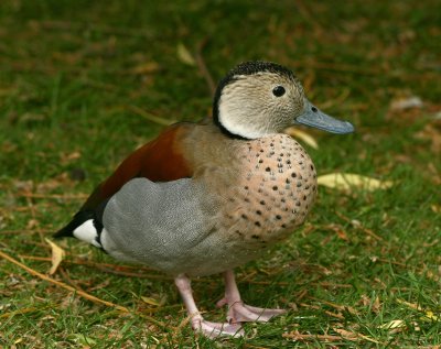 IMG_6074.jpg
