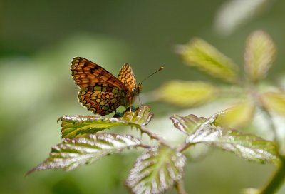 g6/45/621045/3/80292685.APfu24xB.jpg