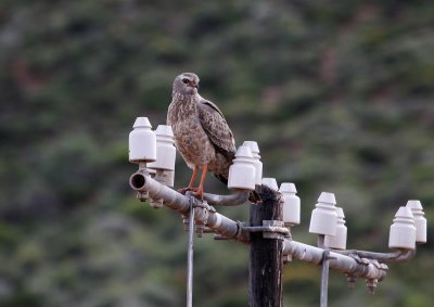 Young Pale Chanting Goshawk