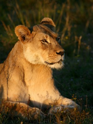 Lioness