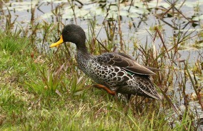 Yellow billed duck