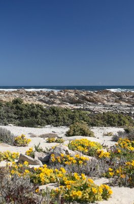 Coastal flowers @ Mcdougals Bay