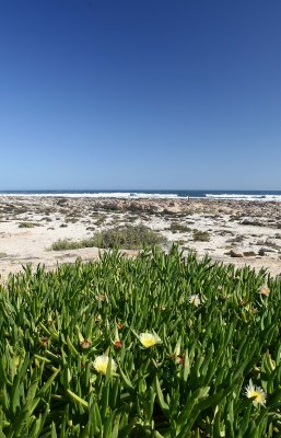 Coastal flowers @ Mcdougals Bay