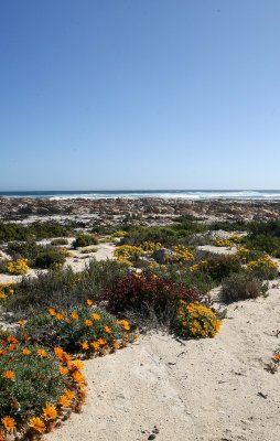 Coastal flowers @ Mcdougals Bay