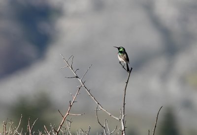 Double-collared Sunbird