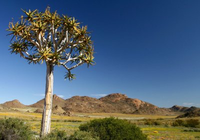 Day 8 - Goegap Nature Reserve, Springbok