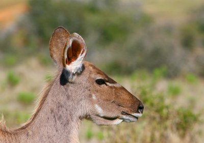 Kudu