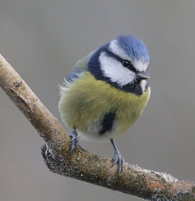 blue tit