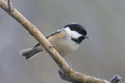 coal tit