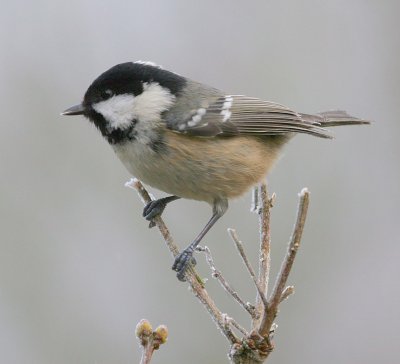 coal tit