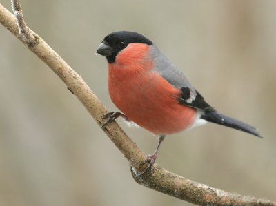 bullfinch