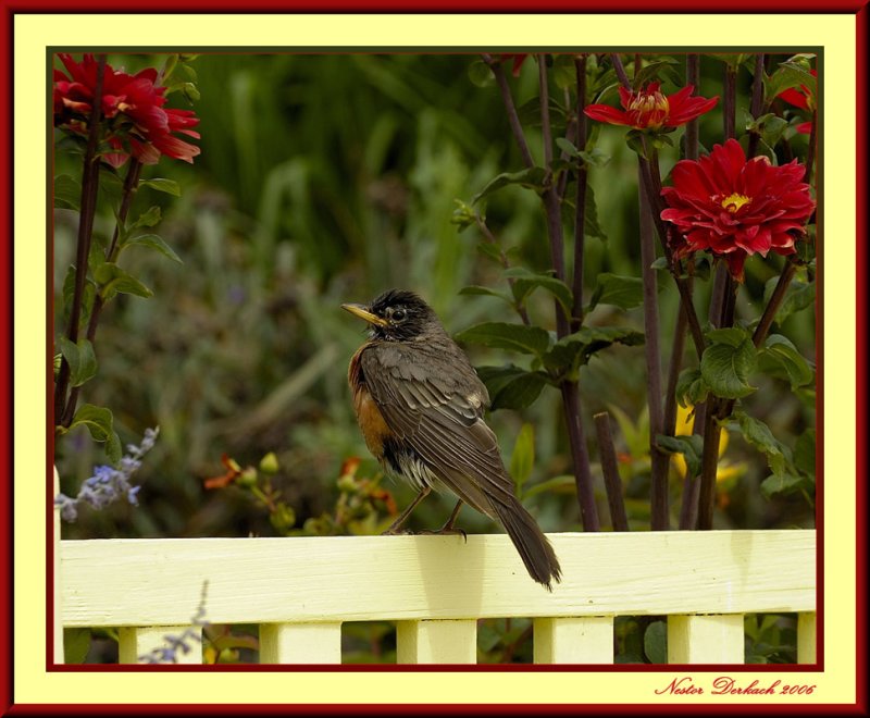   Robin drying off after a dip in the pond spill way .