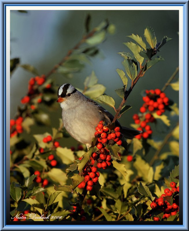 Sunrise On White Crowned Sparrow