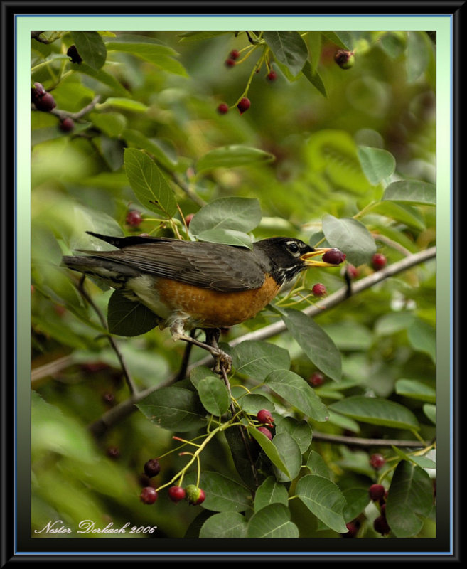 Robin Enjoying  A Serviceberry