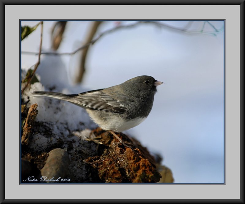 Junco