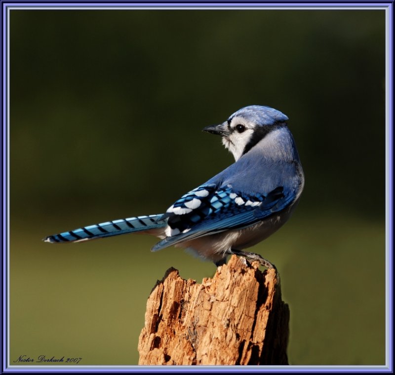 Blue Jay