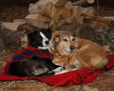 Hanah and Holly / Camping dogs