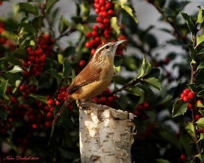 Wren