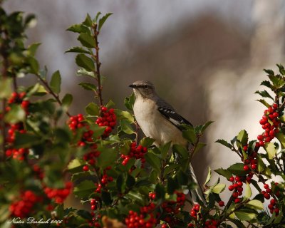 Mocking Bird