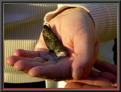 HOLLY THE RUFOUS  FEMALE HUMMINGBIRD IN GOOD HANDS
