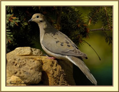 Mourning Dove