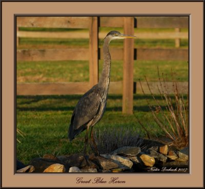 Great Blue Heron In The Morning Light  .