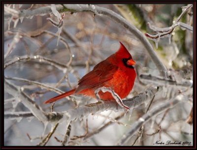 Male Cardinal