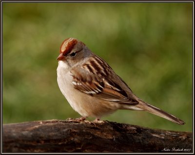 Imature White Crown  Sparrow
