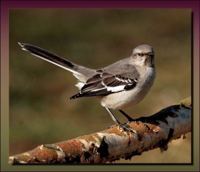 Mockingbird On Ice Damaged Riverbirch Limb