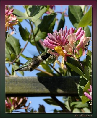  Hummingbird On Trumpet Honeysuckle Vine