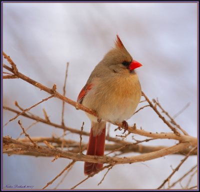 Fluffed Out Female Cardinal