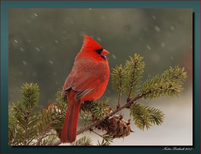 Male Cardinal  In A Light Snow Fall