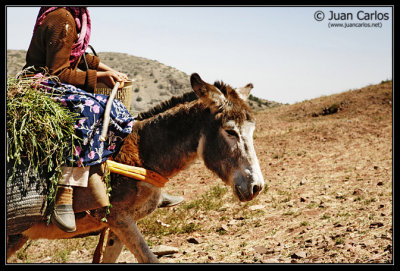 Mula de labranza en Imlil (Marruecos)