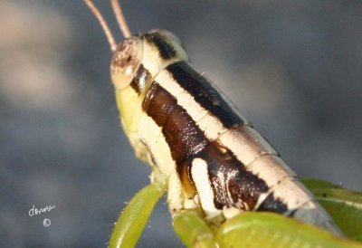 Head and Shoulders of a Grasshopper dtk