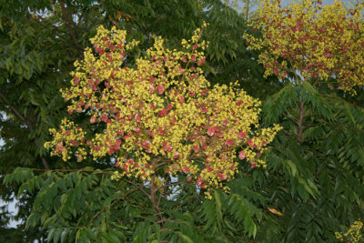 rain-tree-blooms.jpg