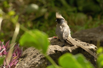 Speckled Mousebird