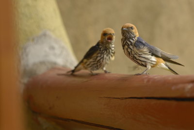 Lesser-striped swallow