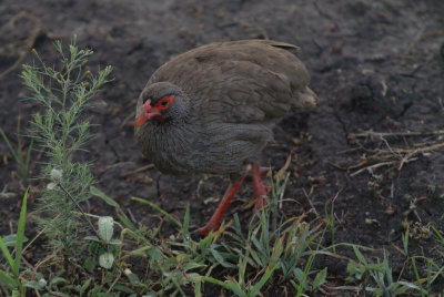 Red-necked Spur Fowl